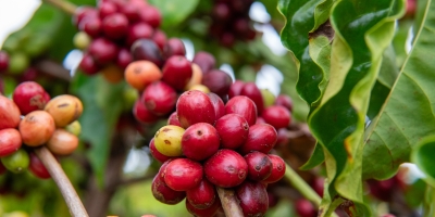 Preços do café sobem no Vietnã; colheita na Indonésia deve atingir em julho