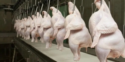 Consumo de frango no Brasil chega a 46,7 kg por habitante e impulsiona avicultura