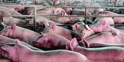 Suinocultura cresce 2,2% em mão de obra ocupada, mas enfrenta retração geral no agro em 2025