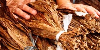 Acordo Mercosul-UE pode ampliar competitividade do tabaco brasileiro frente ao africano
