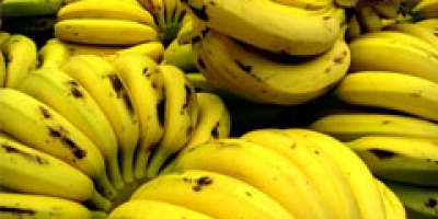 Banana/Cepea: Frio gela crescimento das frutas no Vale do Ribeira