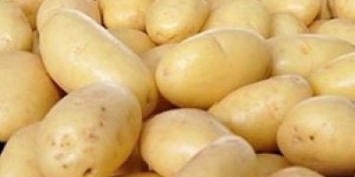 Batata/Cepea: Preços recuam com intensificação da safra e recuperação da produtividade