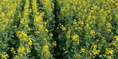 Culturas alternativas de inverno, como canola e carinata, ganham força para proteger a rentabilidade no Sul