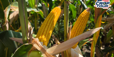 Dia 3: Apesar de irregularidades, milho e soja de partes de Iowa surpreendem por potencial