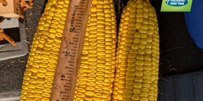 Pro Farmer reduz potencial do milho nos EUA, mas aponta soja para novo recorde