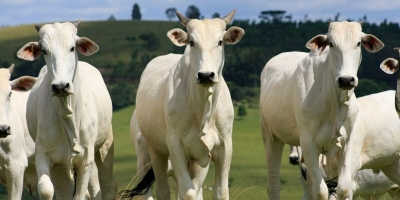 Agrobrazil: Mercado tem baixa nos preços médios em quase todas as praças monitoradas