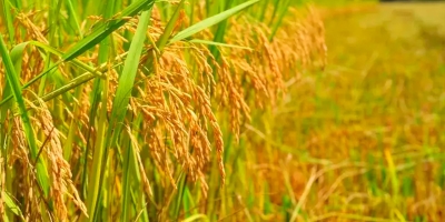Seca assola áreas de arroz da Itália