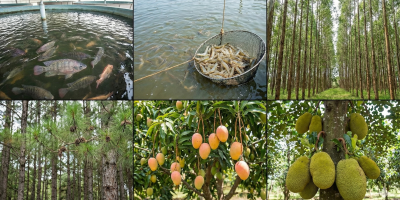 Conabio e espécies invasoras: proteção ambiental sem penalizar o produtor