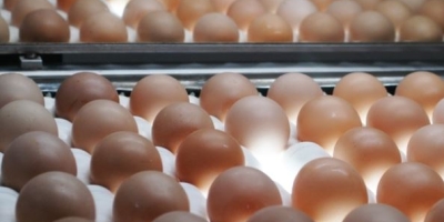 Consumo de ovos avança no Brasil e deve atingir média de 307 unidades por pessoa em 2026