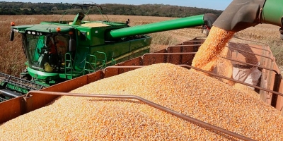 Paraná inicia colheita do milho e segue avançando com safra de feijão
