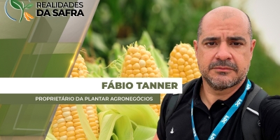 Guarda-Mor/MG começa colheita do sorgo com perdas de 60% e expectativa de quebra também no milho