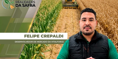 Manejos e produtividade milho saffrinha