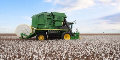 Colheita do algodão se aproxima dos 60% no Brasil, com alguns estados devendo finalizar trabalhos ainda em agosto