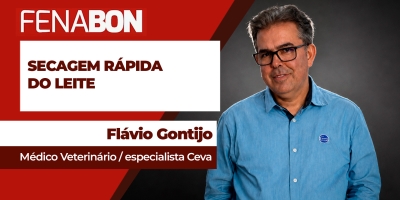 Vacas de alta produtividade precisam de atenção especial na fase de secagem do leite