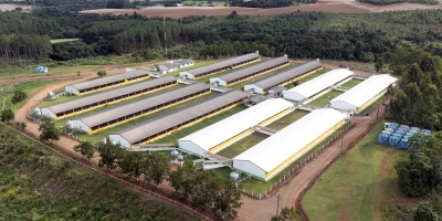 Copercampos vai ampliar suinocultura e abre espaço para novos integrados