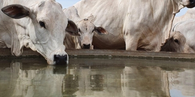Planejamento da seca começa um ano antes e é decisivo para a produtividade da pecuária