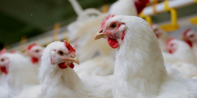 Avicultura brasileira mantém ritmo de crescimento com ajustes produtivos e foco no equilíbrio do mercado