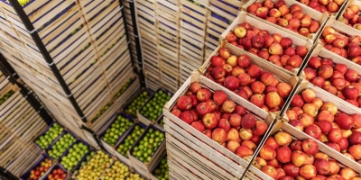 Volume de frutas exportadas do Brasil para a Europa cresce 19% em 2025 e expectativa é de que acordo com UE amplie esse mercado nos próximos anos