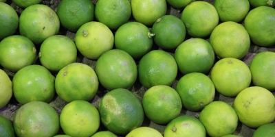 Greening ameaça oferta de limão e exige atenção redobrada aos pomares