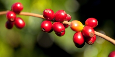 Colheita de café de cooperados da Cooxupé avança para 20,1% da área