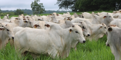 Agrobrazil: Mercado nesta terça-feira apresenta um cenário de estabilidade e ligeiras altas
