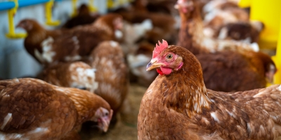 Bahia lidera avicultura no Nordeste com crescimento de 16,3% em ovos e 152 milhões de aves