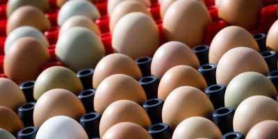 Consumo de ovos bate recordes no Brasil e acelera transformação da produção avícola