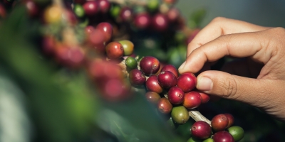 Café/Cepea: Valores são pressionados em abril por expectativa de boa safra