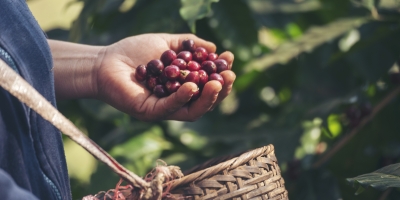 Café/Cepea: Frente fria limita queda dos preços; colheita tem ritmo lento