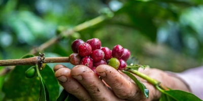 Café/Cepea: Chuvas no início da colheita preocupam cafeicultores