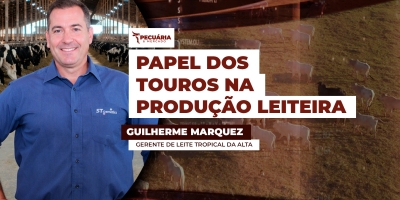 Touros Girolando são selecionados no melhoramento genético para potencializar produção leiteira da raça