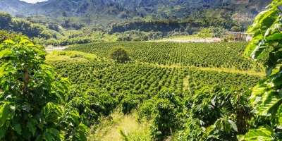 Produção de uva dobra em quatro anos em Goiás, impulsionando a vitivinicultura e o surgimento de novos destinos