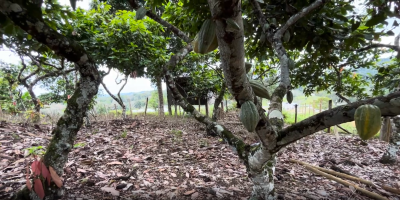 Incertezas sobre o El Niño, desafios na mão de obra e preços internacionais marcam o cenário da safra principal 2026/27 de cacau