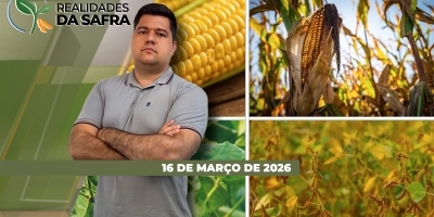 Paraguai fecha boa safra de soja, mas agora sofre com pragas e falta de chuvas para o milho