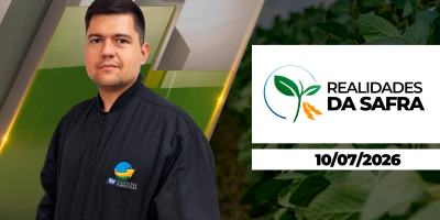 Colheita do milho ainda lenta e com resultados muito variados no Oeste do Paraná