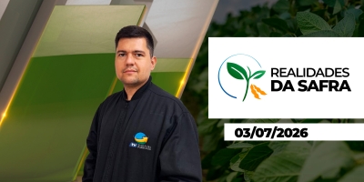 Plantio do trigo avança no Rio Grande do Sul e Bahia se destaca como estado que mais aumentou cultivo da soja em 2025/26