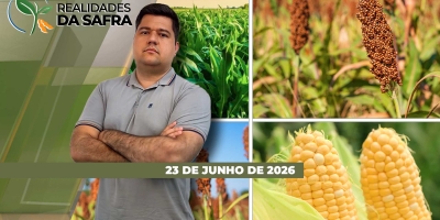 Greening chega à citricultura do Rio Grande do Sul e Embrapa estuda cultivares resistentes à brusone
