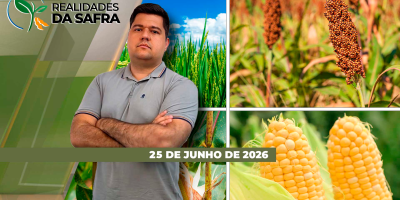 Colheita do milho está atrasada no Paraná e em Primavera do Leste/MT