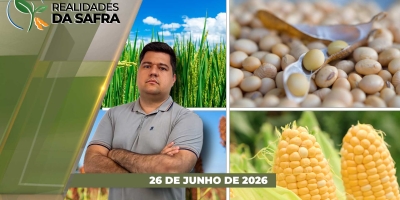 Chuva e umidade estão dificultando colheita do milho em Tapurah/MT e em Maringá/PR