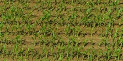 Plantio da safrinha de milho passa de 95% no Brasil e é concluído no Paraná