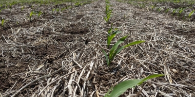Plantio da segunda safra de milho chega a 5,9% e colheita de verão vai a 7,4%, indica Conab