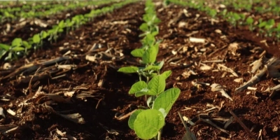 Safra começa sob influência de El Niño forte e exige cautela do produtor