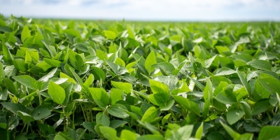 Safra de grãos deve bater novo recorde de área plantada, mas produção pode variar entre regiões