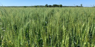 Plantio do trigo está quase finalizado no Paraná e lavouras se desenvolvem bem