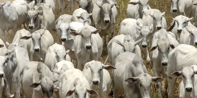 Brasil x UE: Tratativas sobre carnes e uso de antimicrobianos continuam entre autoridades, afirma o MAPA