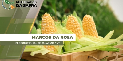 Colheita do milho começa com boas expectativas para lavouras que foram plantadas na janela ideal em Canarana/MT