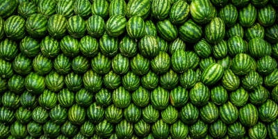 Melancia/Cepea: Chuvas seguidas de virose limitam os rendimentos das áreas de Goiás