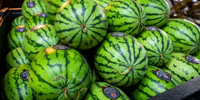 Melancia/Cepea: Com avanço da 2° parte da safra baiana, oferta se eleva no mercado nacional