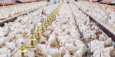 Micotoxinas ganham atenção crescente na produção animal