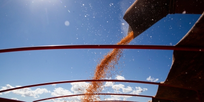 Colheita do milho verão chega em 2,4% do total cultivado, aponta Conab